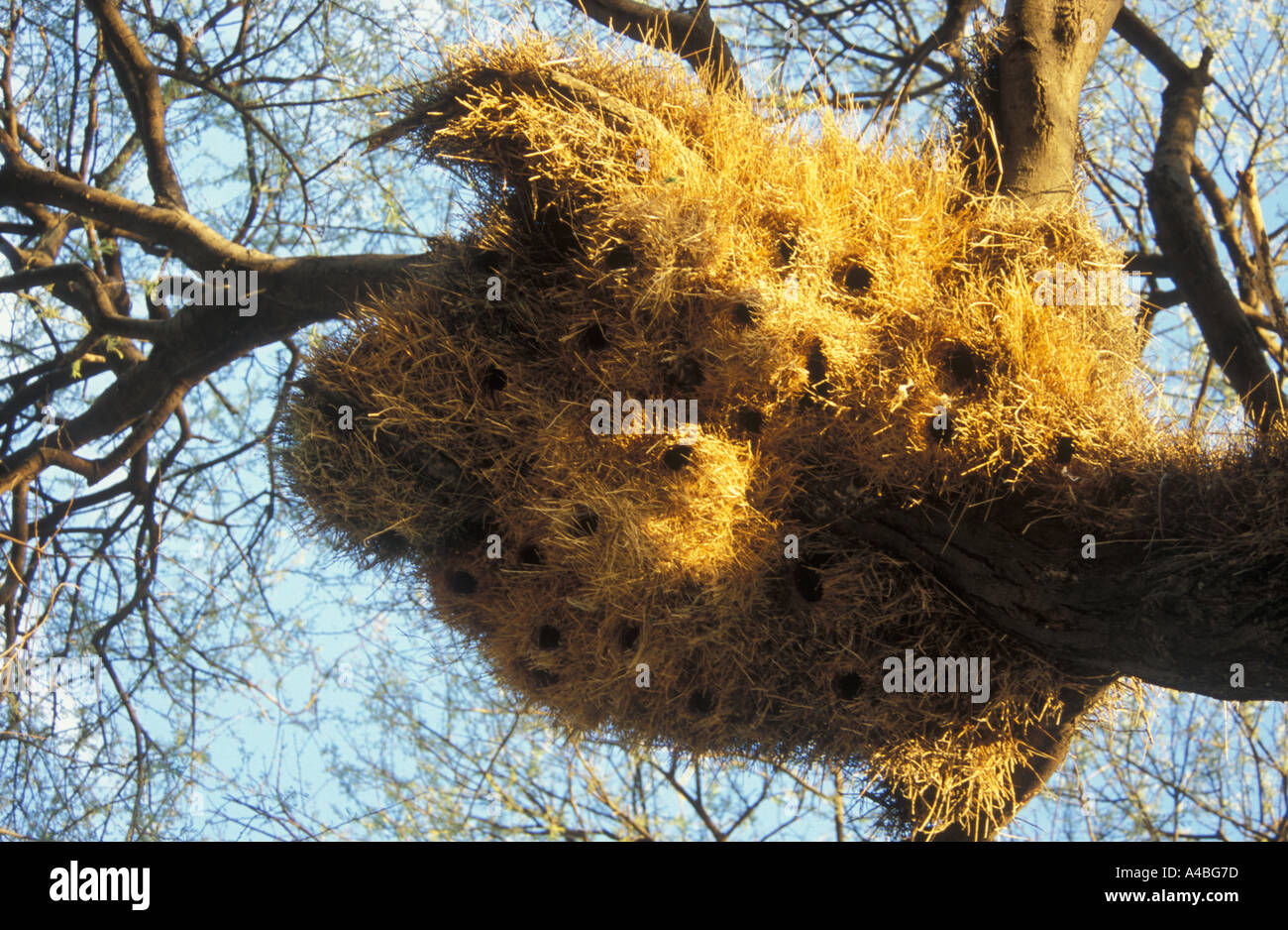 Tree nest of Social weaver Siedelweber Philetairus socius Etosha National Park Namibia Africa Stock Photo