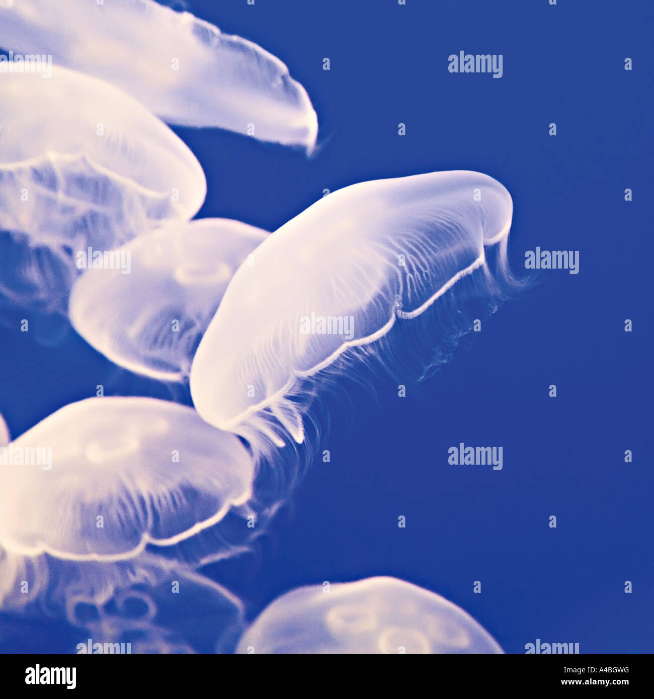 Free swimming moon jellies medusae Aurelia aurita jellyfish Pacific ocean Canada Stock Photo