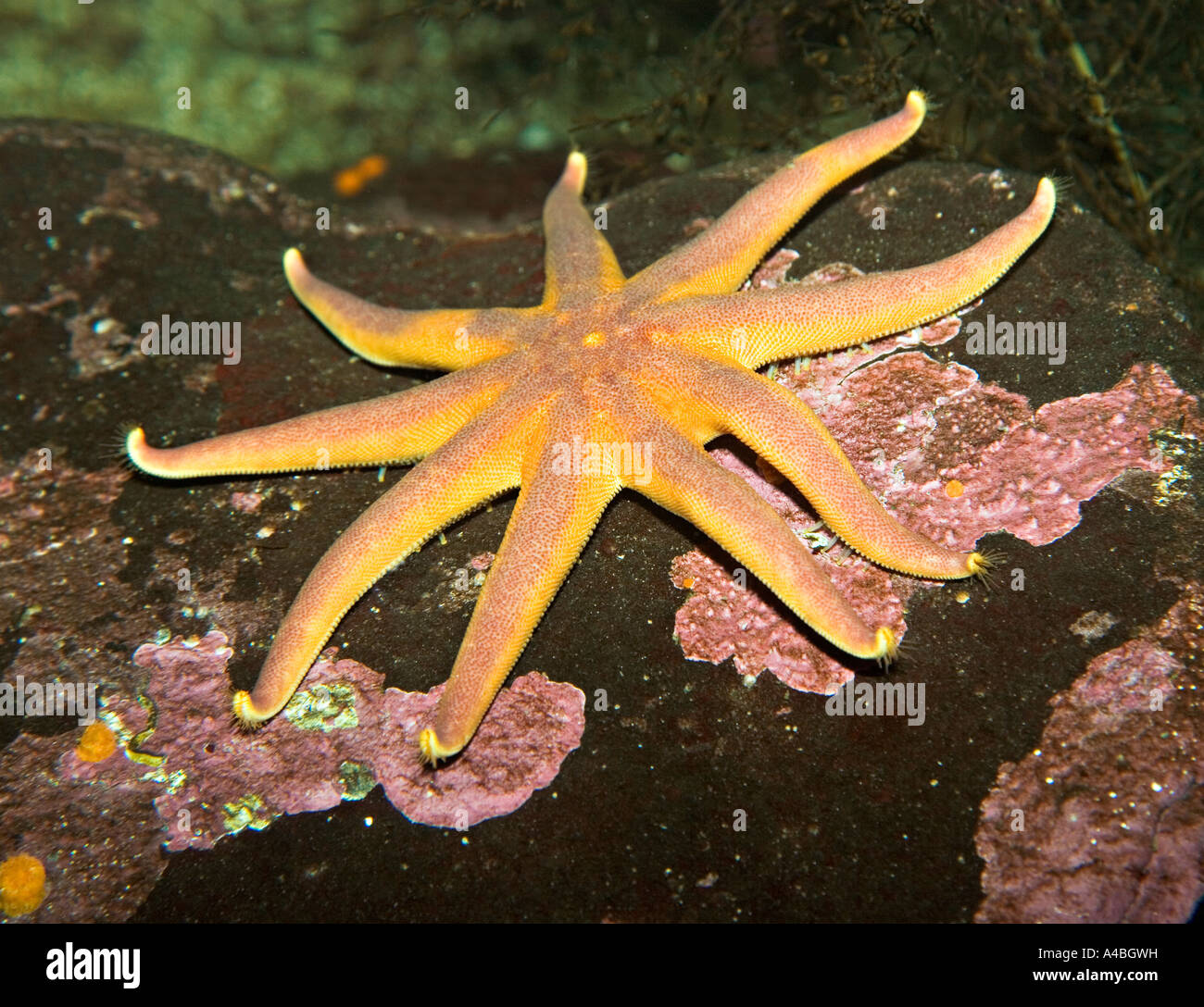 Sunstar animal hi-res stock photography and images - Alamy