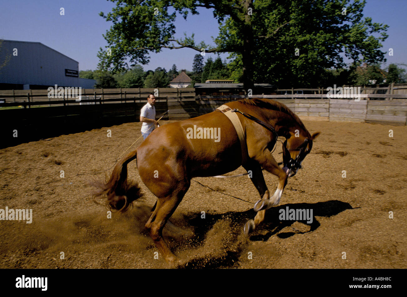 'POLICE HORSES TRAINING', A HORSE KICKS UP THE SAWDUST WITHIN A
