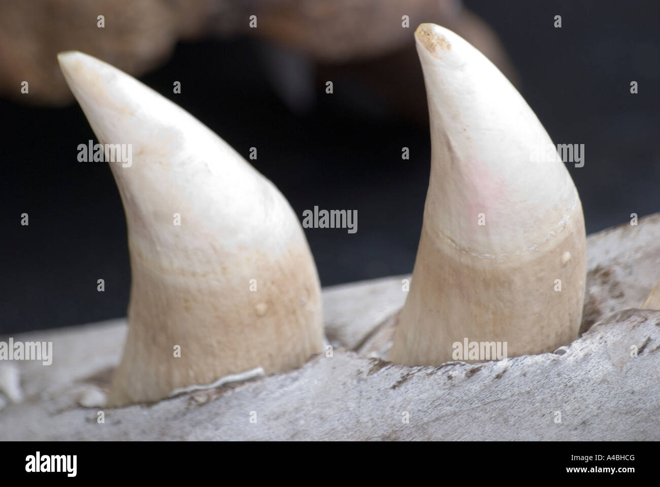 Sperm whale teeth hi-res stock photography and images - Alamy