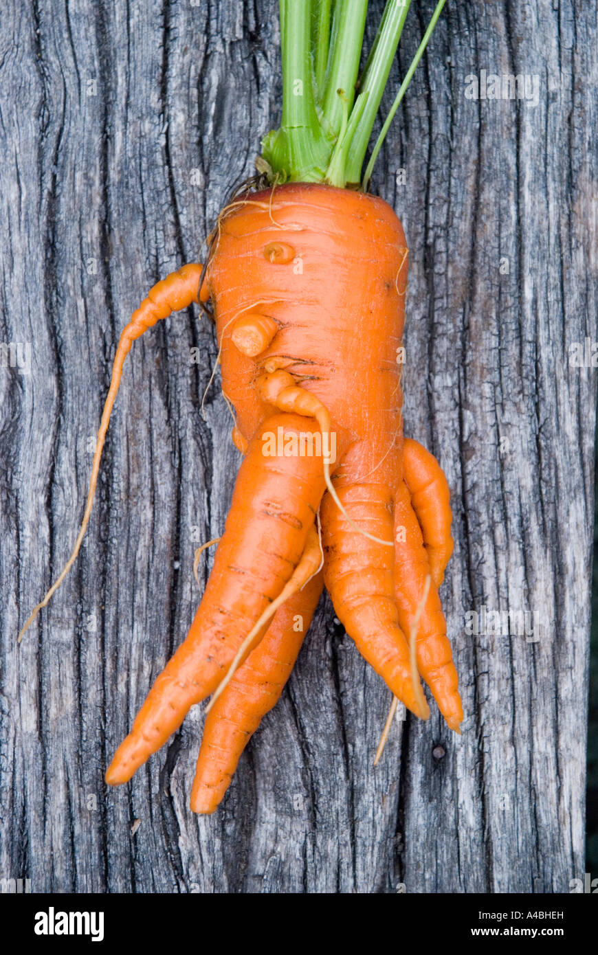 Deformed Carrot Stock Photos & Deformed Carrot Stock Images Alamy