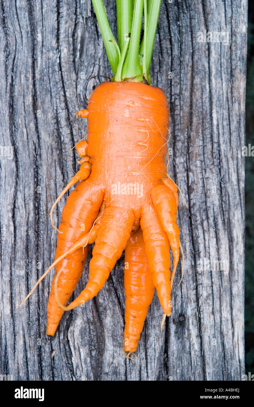 A severely forked carrot due to an excess of nutrients Stock Photo Alamy