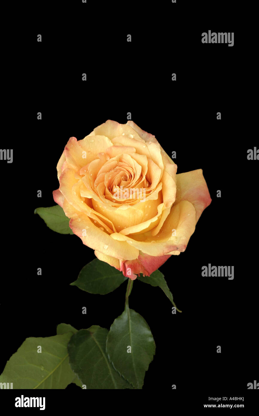 Yellow Rose with black background Stock Photo Alamy
