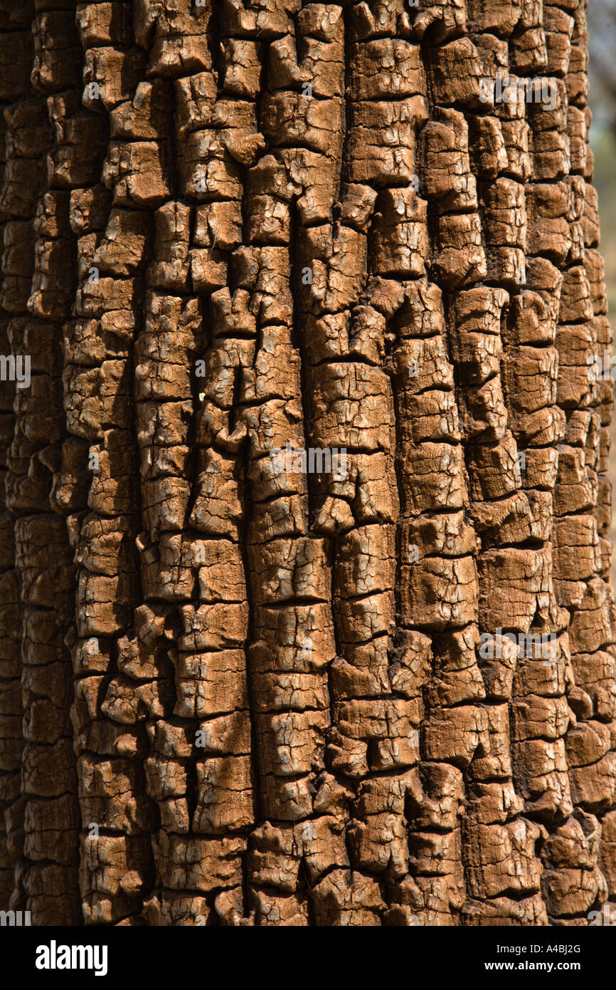 Shea tree bark adapted to withstand forest fire Stock Photo Alamy