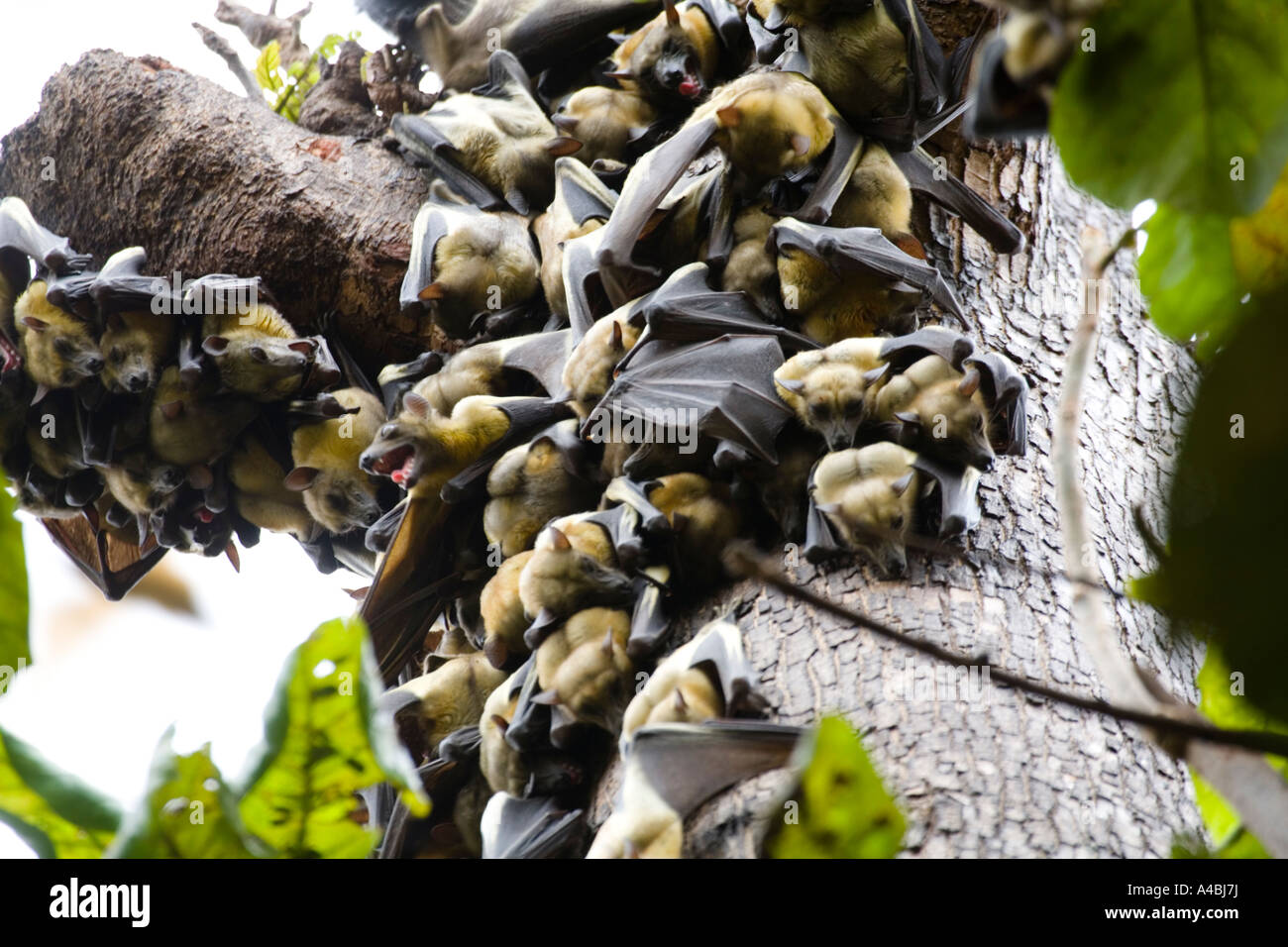 Colony of fruit bats Kumasi Zoo Ghana Stock Photo