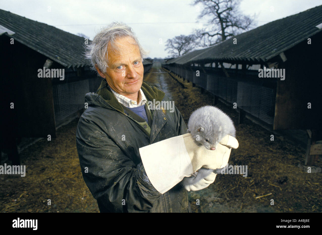 Mink farming England A mink farmer wearing protective gloves holds one