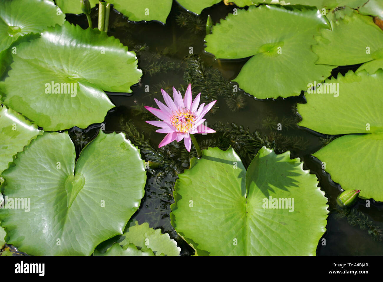 Sacred buddhist lotus blossom in water at the Chedi Nakthon Pathom Bangkok Thailand Stock Photo