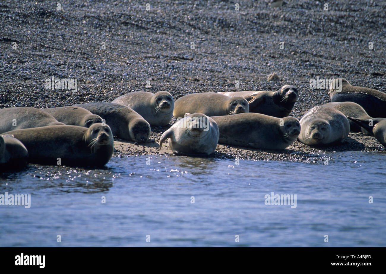 Norfolk seals Cut Out Stock Images & Pictures - Alamy