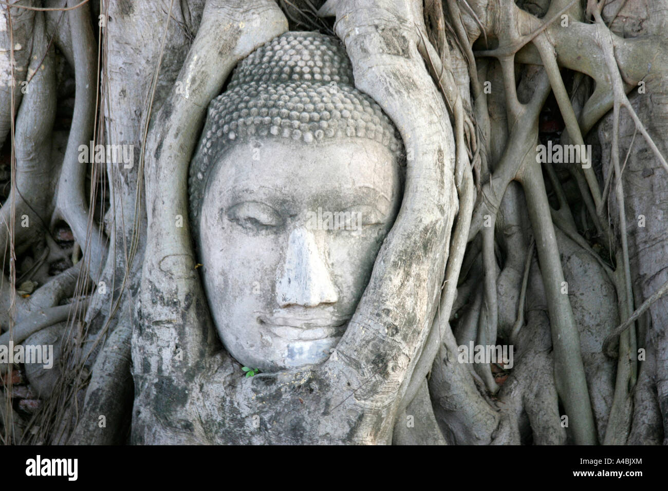 Thailand Ayyuthaya Wat Mahathat Buddha head enclosed in tree roots Stock Photo