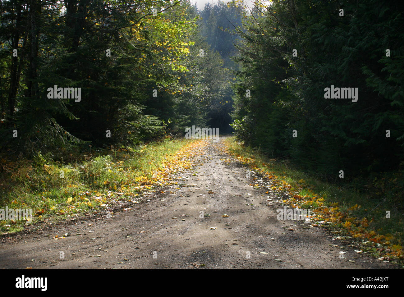 39,022.09367 A Small Backwoods Dirt Road Beckons You to Follow into the Forest Stock Photo