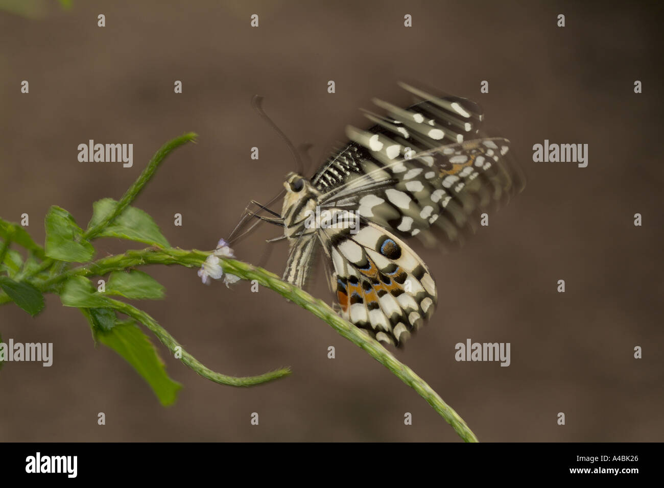 Rapid wing movement of feeding butterfly frozen and blurred in image to ...
