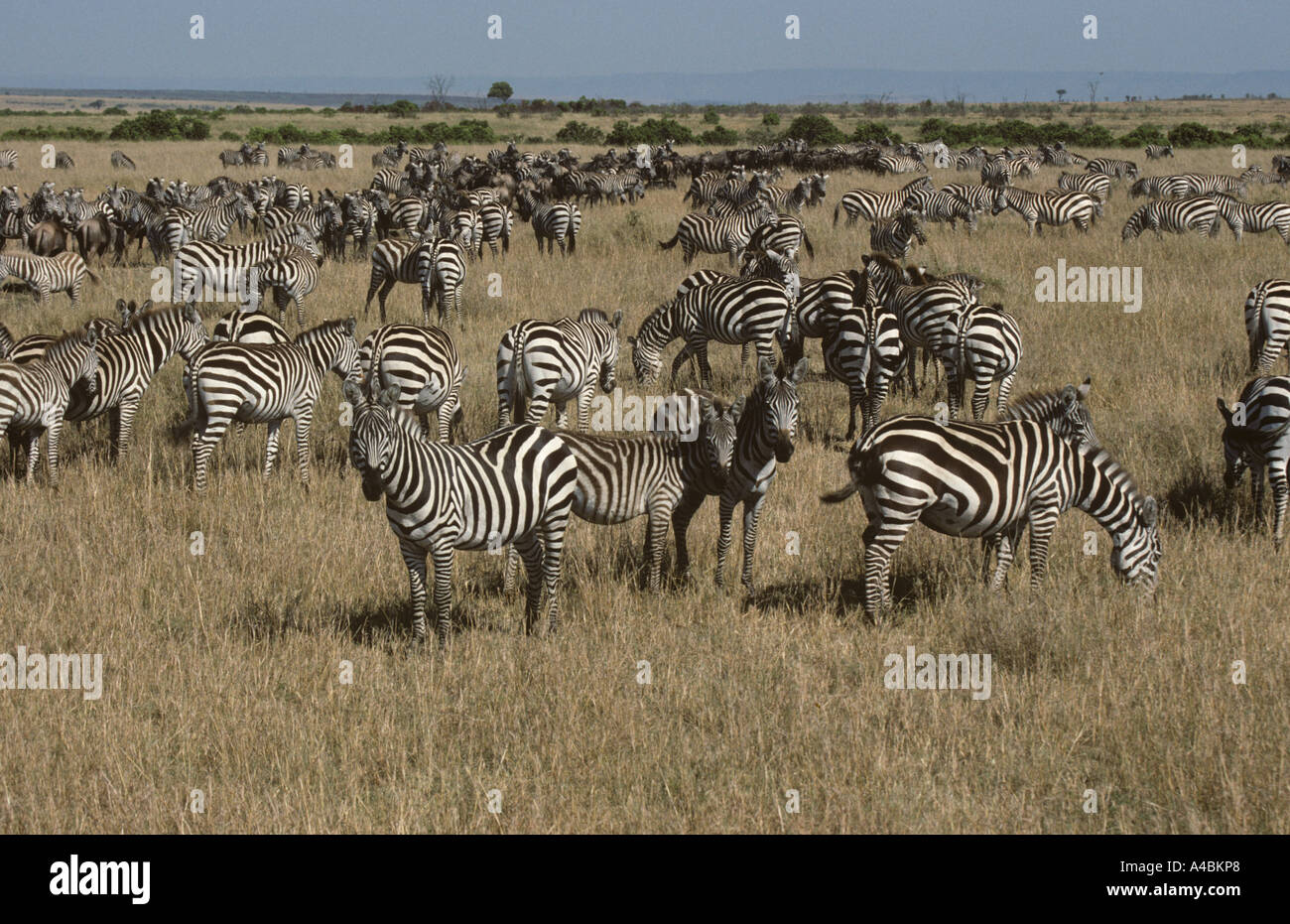 Burchell's Zebra Equus burchelli & Wildebeest Migration Masi Mara Kenya