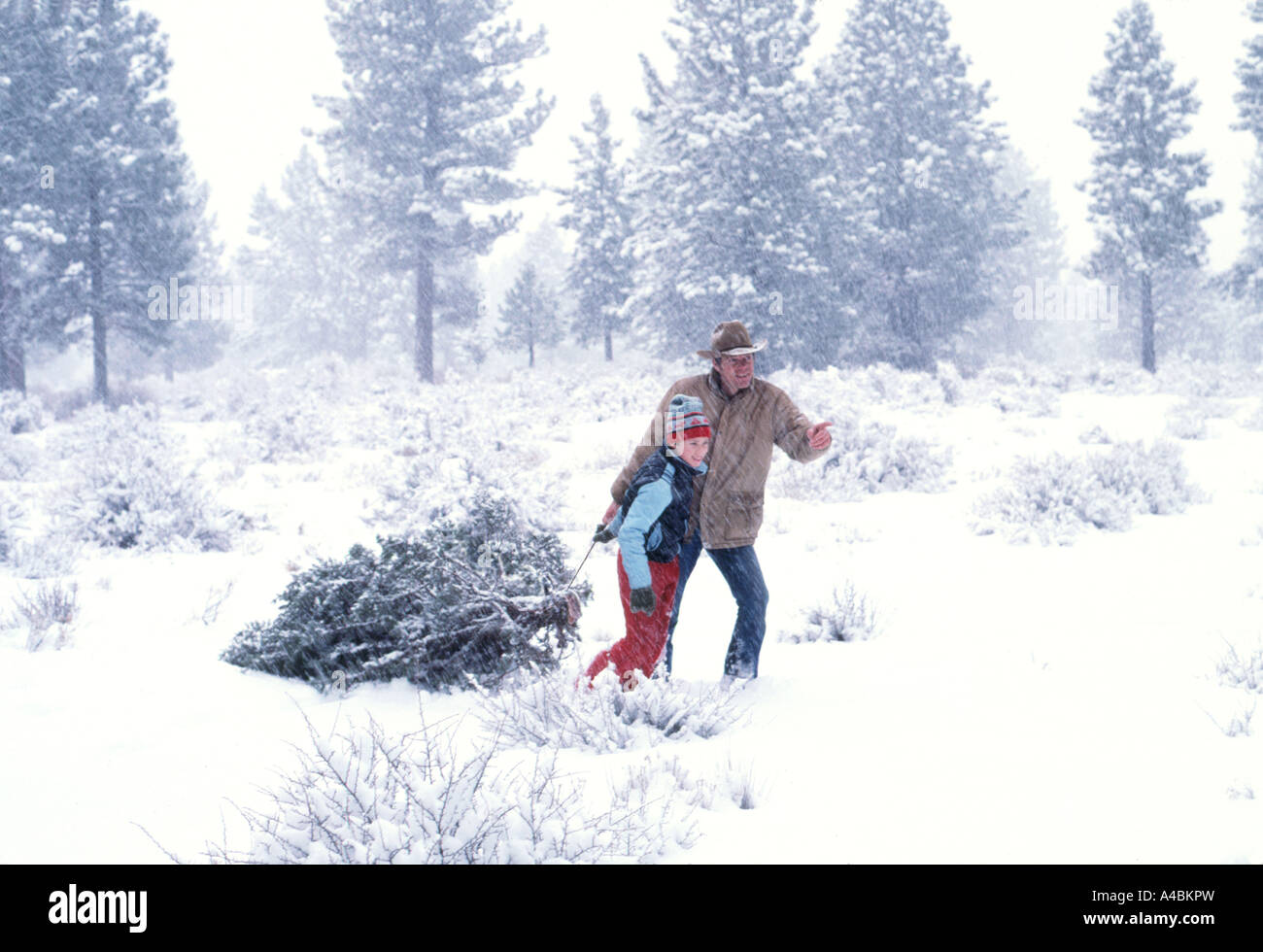 30,651.14100 Father & Son gathering a Christmas tree in the middle of a snowfall snowstorm, as a blanket of snow covers the ground and trees Stock Photo