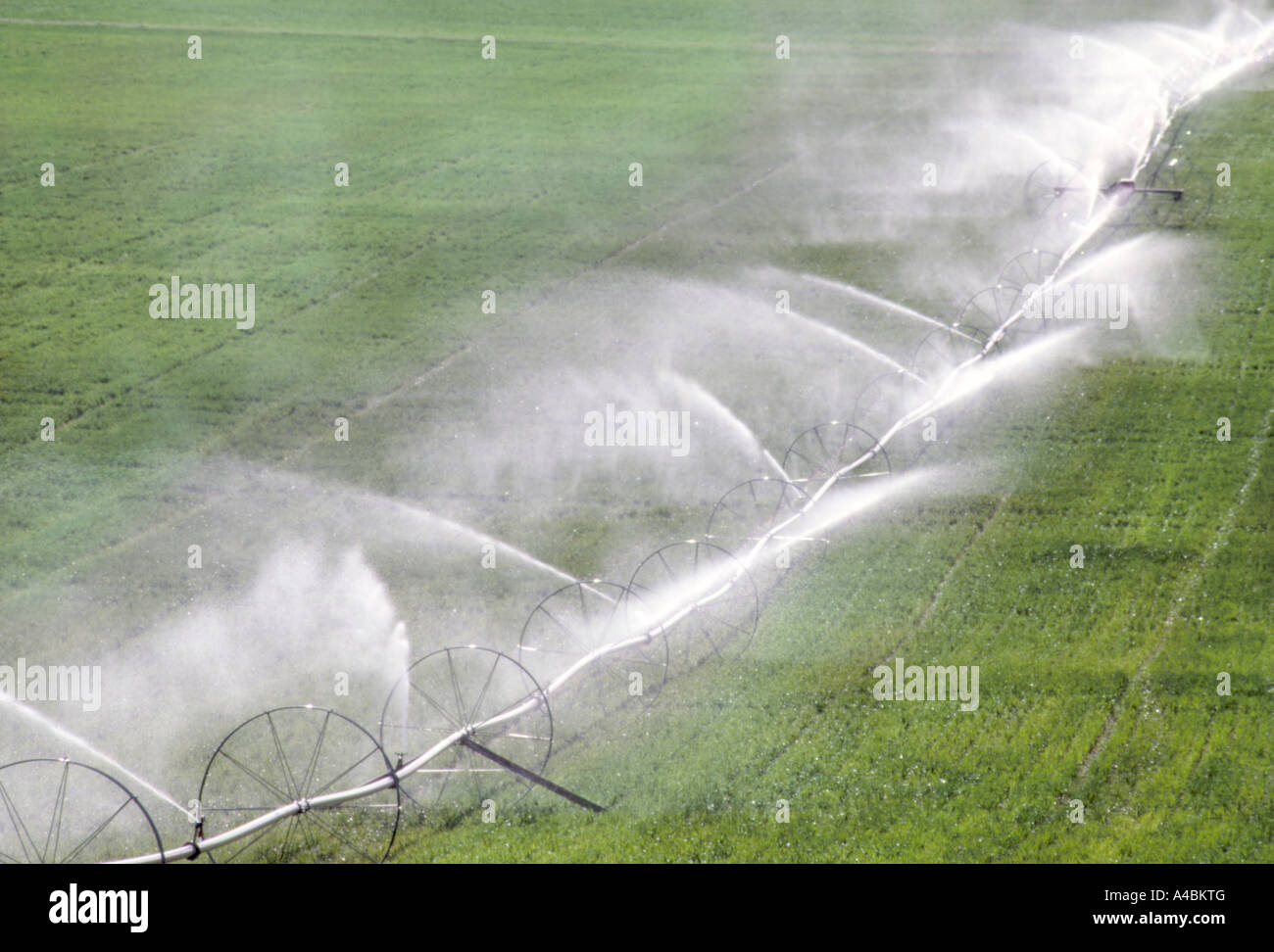 Hay field irrigation with moveable wheel-line sprinklers.  Abundant water today, but shortages loom for tomorrow. Stock Photo