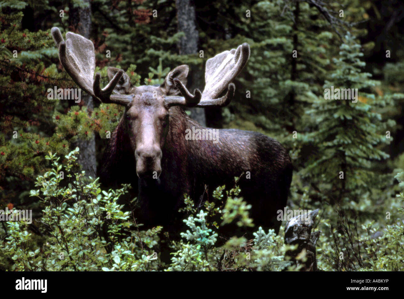 32,361.07100 Close-up of heavily antlered horned rack Moose bull ...