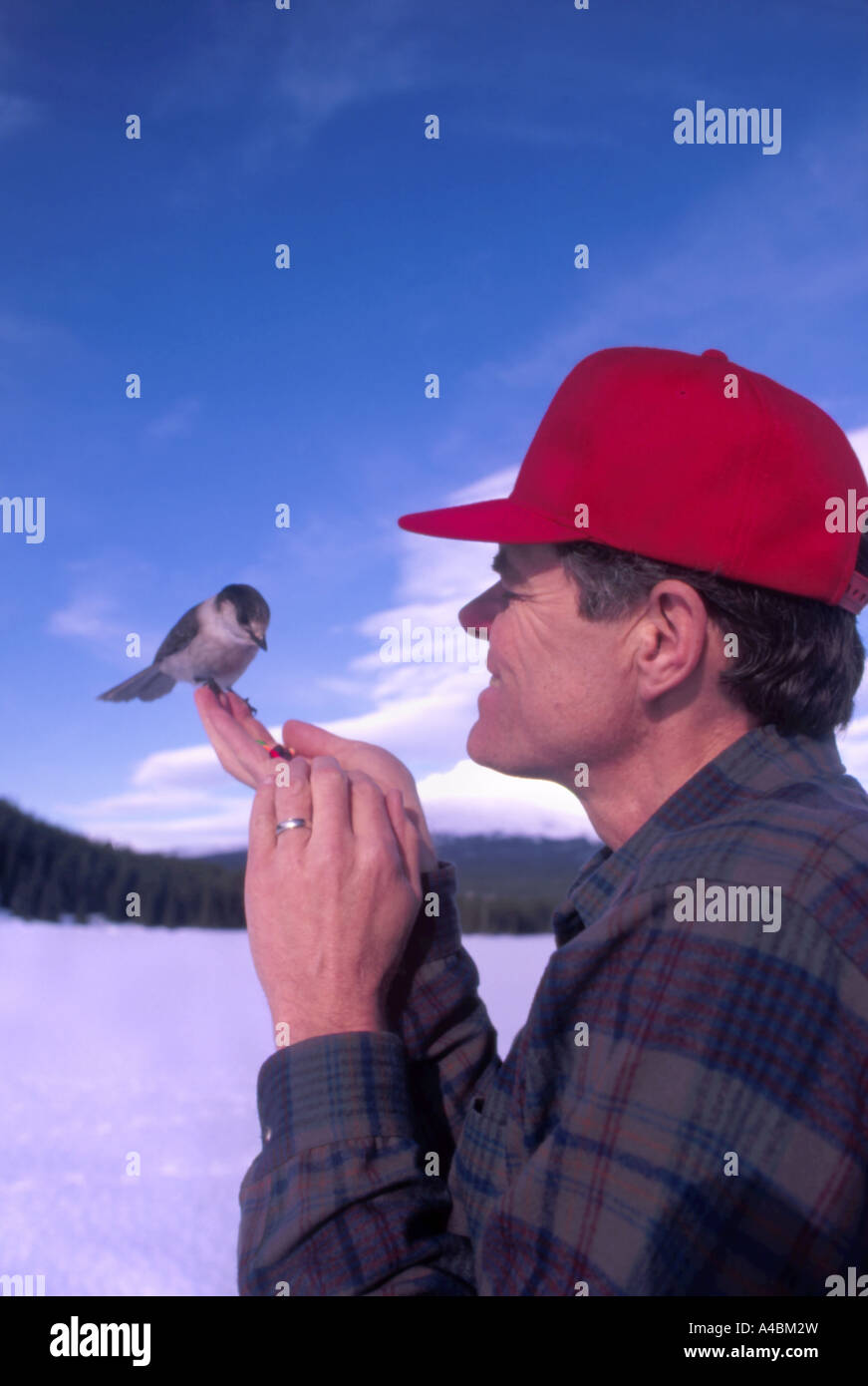 35,449.07200 Man feeding enjoying watching Canada jay in winter scene with snow and blue sky, red hat Stock Photo