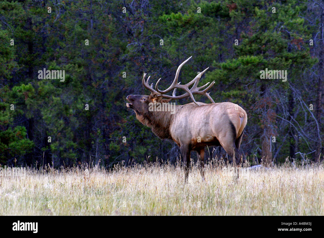 38,618.01067 Bull elk, 6x7 antlers, in Rocky Mountain west bugling in mating season to challenge other bulls to stay away from his herd cows Stock Photo