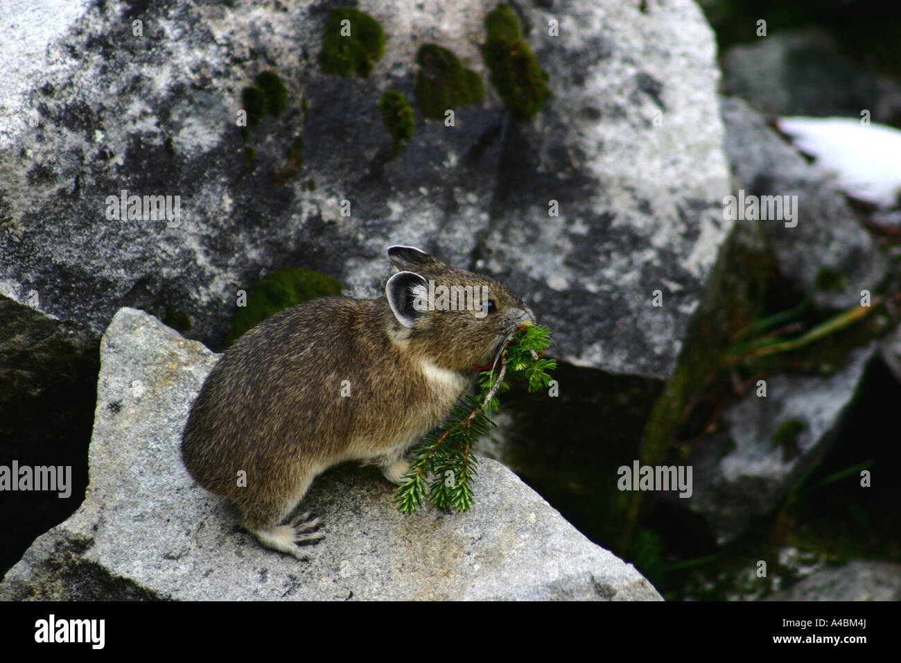 39,017.09137 Pika with fresh-cut food -- small mammals that live in mountain rock and boulder fields Stock Photo