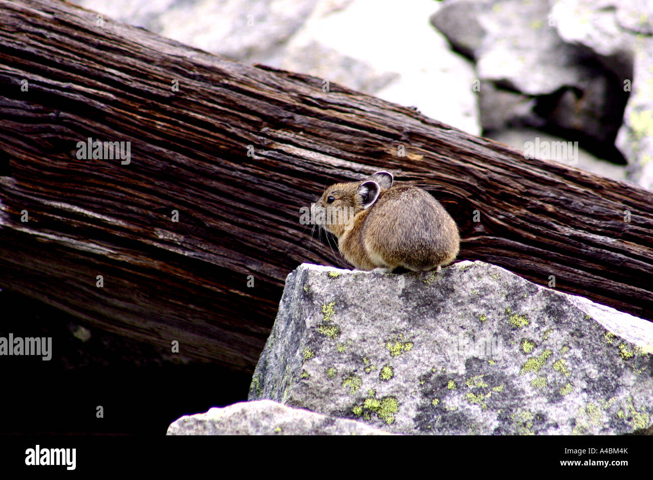 39,017.09151 Pika, rock, lichen, and dead tree-- small mammals that live in mountain rock and boulder fields Stock Photo