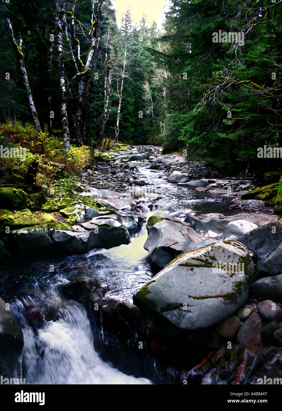 Rocky mountain aspen gold rush hi-res stock photography and images - Alamy