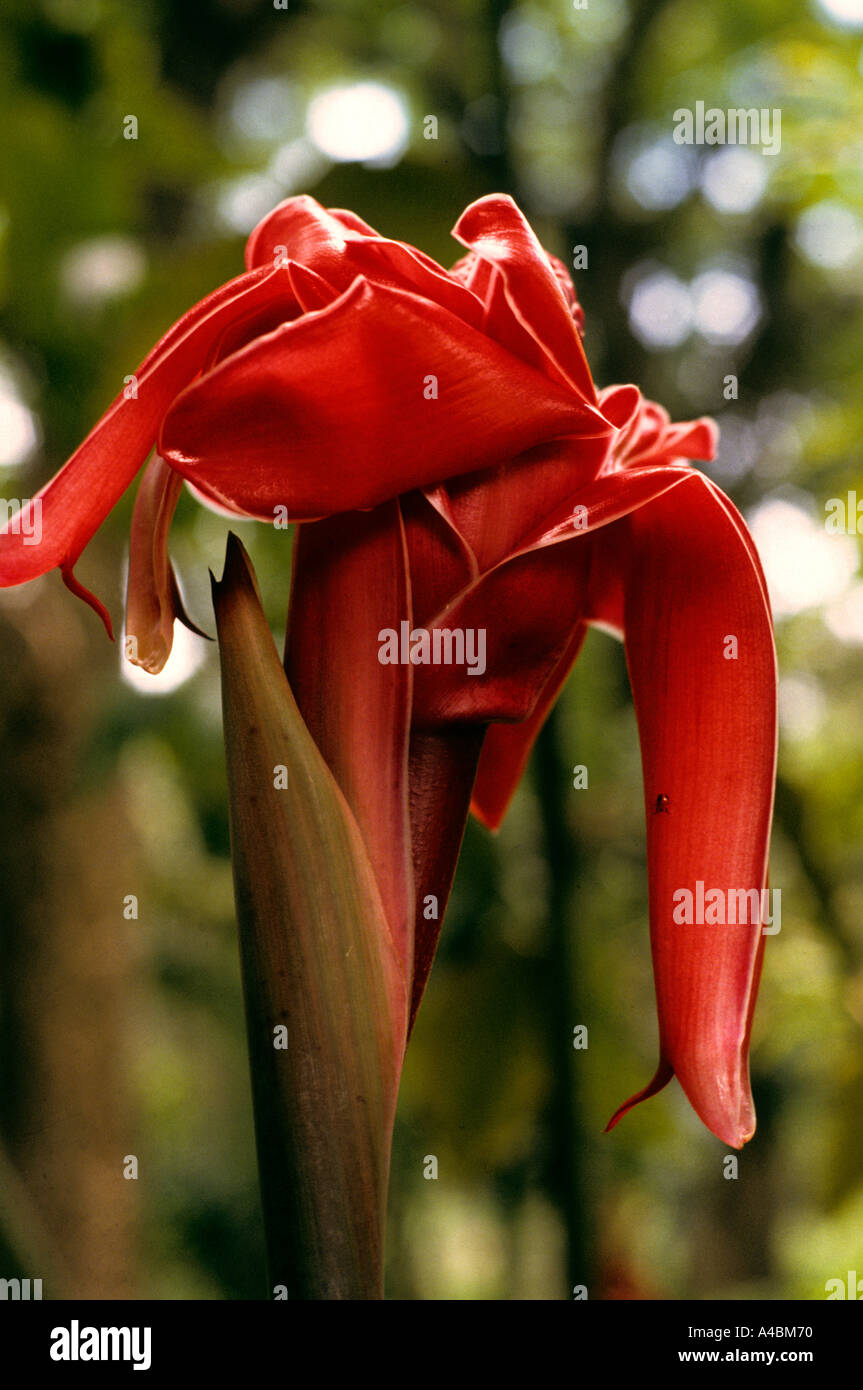 Amazon forest, Brazil. Large luscious bright red flower of a species of the Zingibraceae family. Stock Photo
