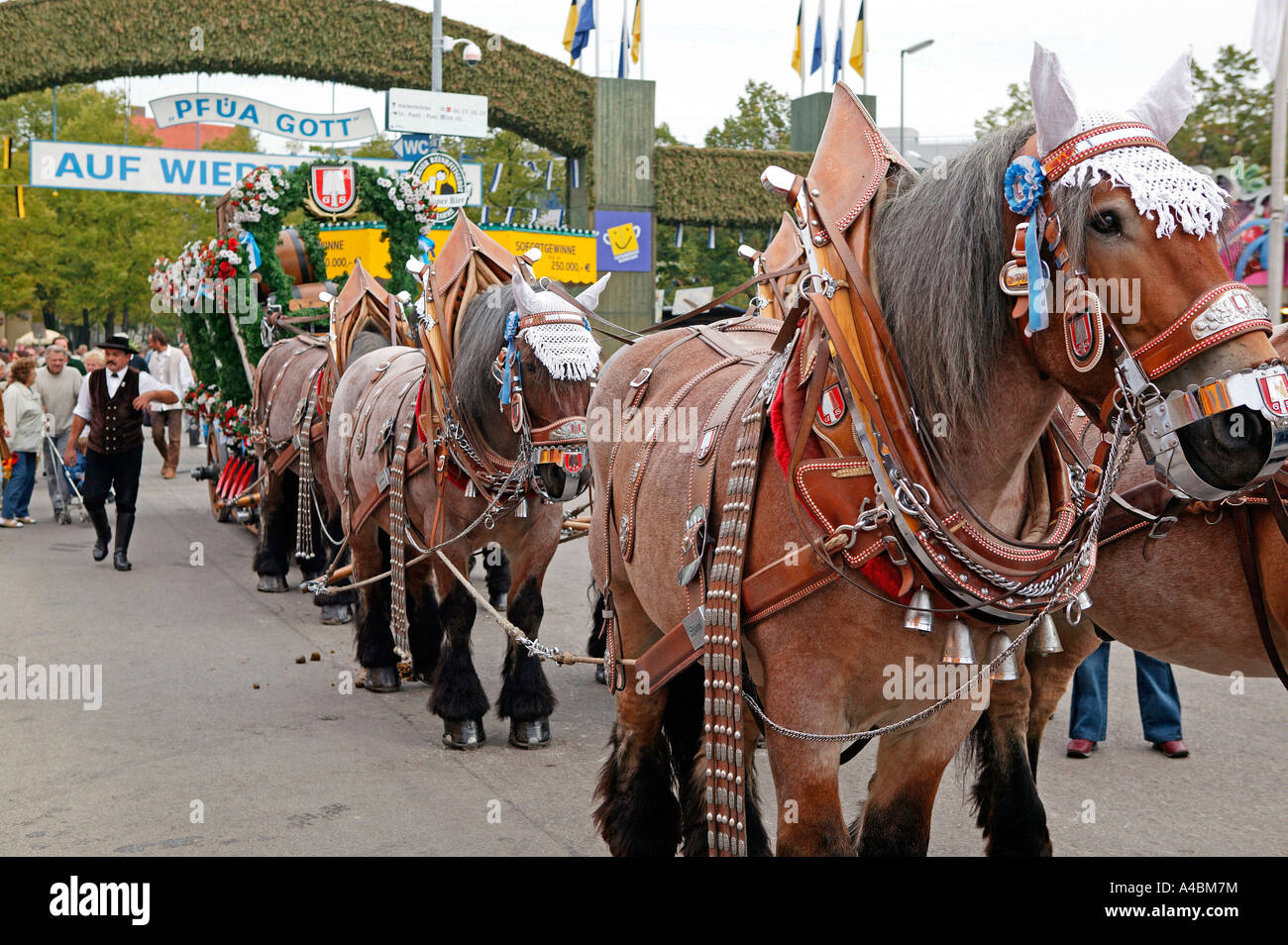 Pferdegespann auf dem Muenchner Oktoberfest, harnessed horse team at Oktoberfest in Munich Stock Photo