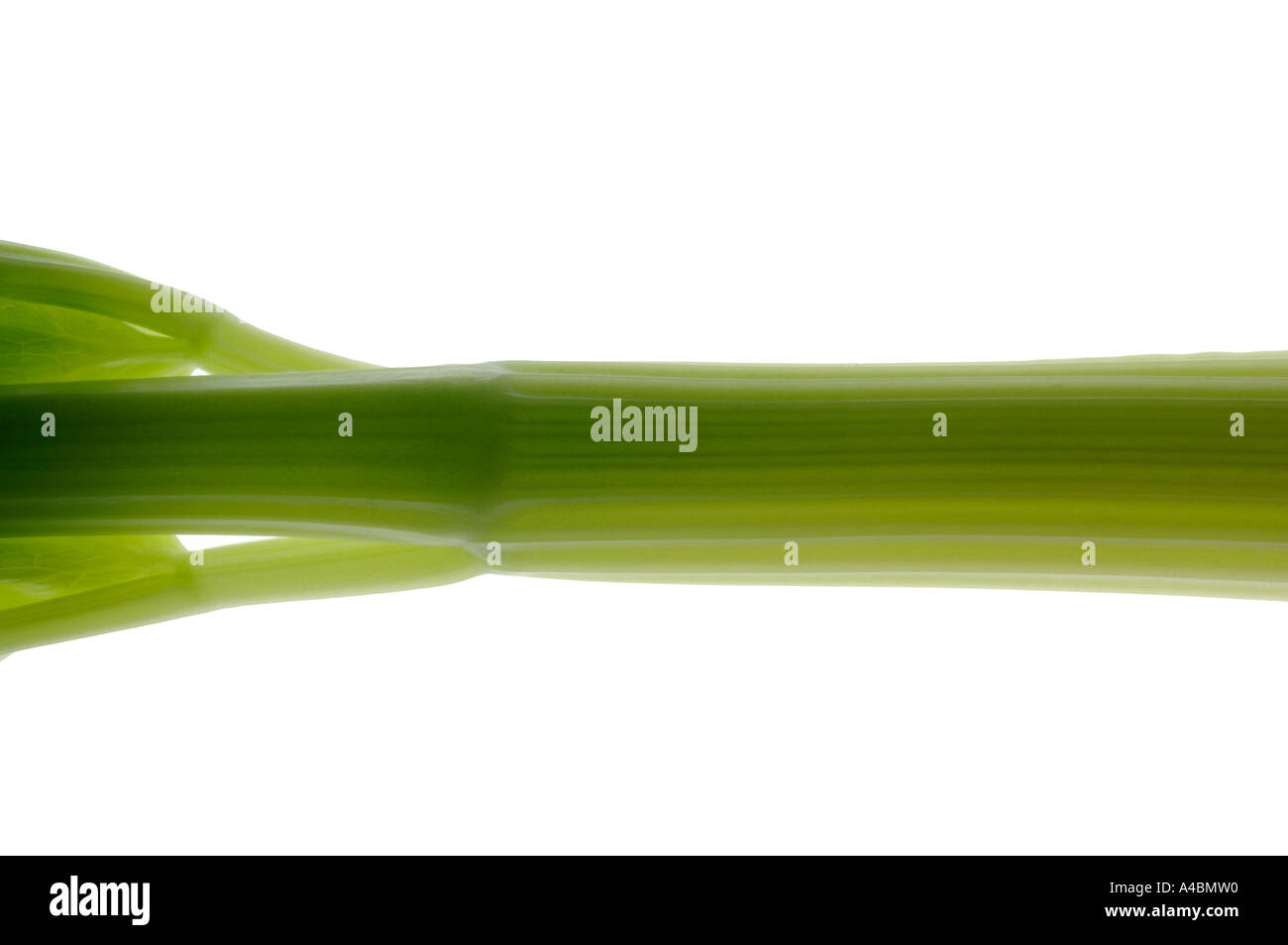 Celery stalk on a white background Stock Photo Alamy