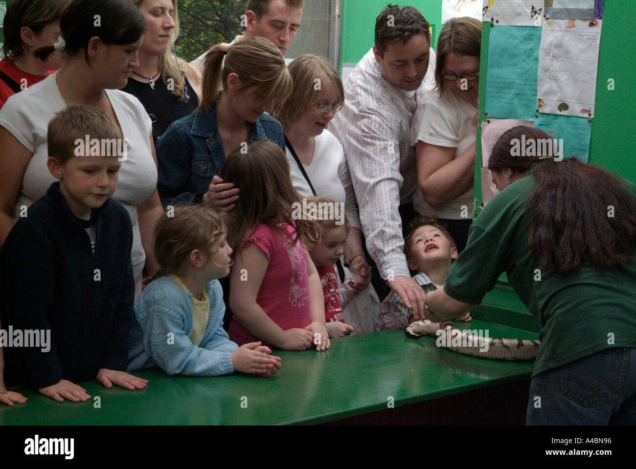 Touching snake at animal handling demonstration Gilmerton Butterfly