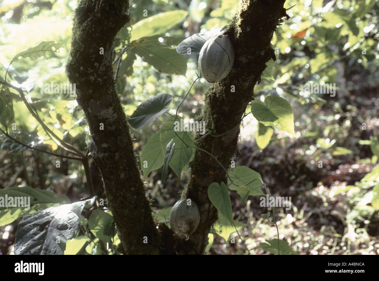 Cocoa pods hang on the branches of a cocoa plant cocoa plantation Bahia