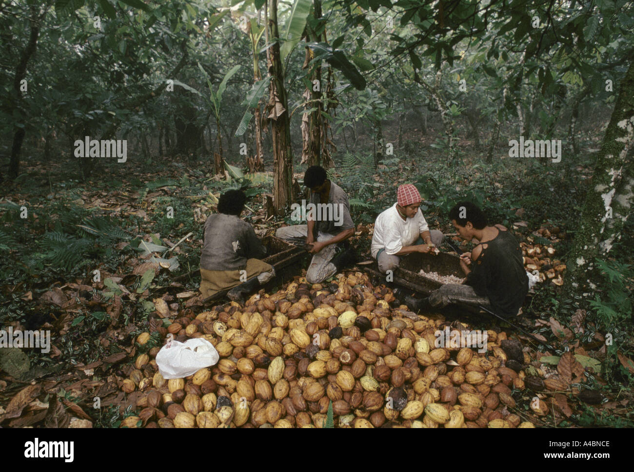 A family shells cocoa pods for the cocoa nuts on a cocoa plantation