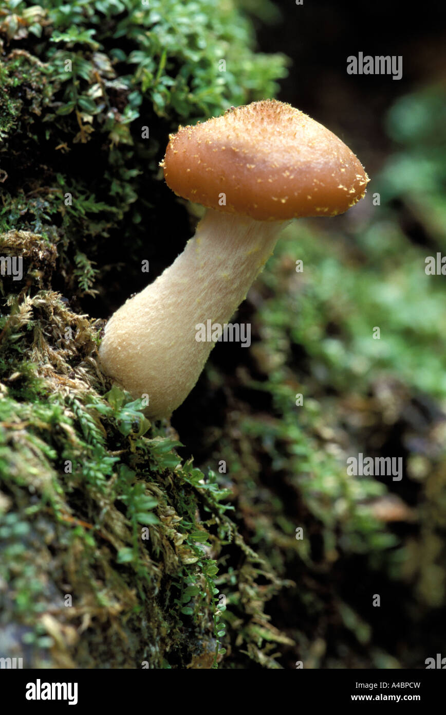 Little brown mushroom Stock Photo Alamy