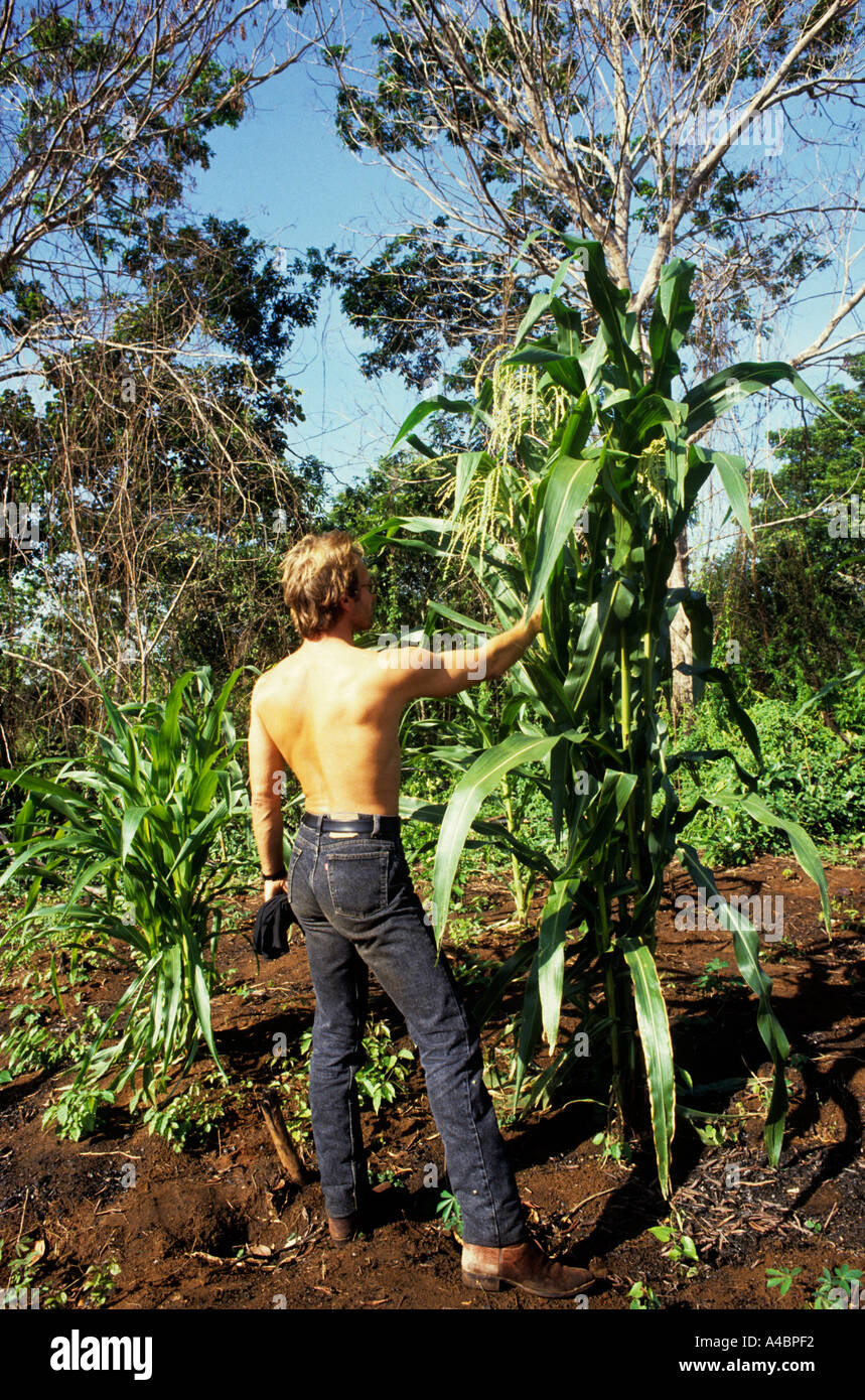 Xingu Reserve, Brazil. Sting looking at a maize crop; Txicao Indian village, Xingu Indigenous area, Nov 1990. Stock Photo
