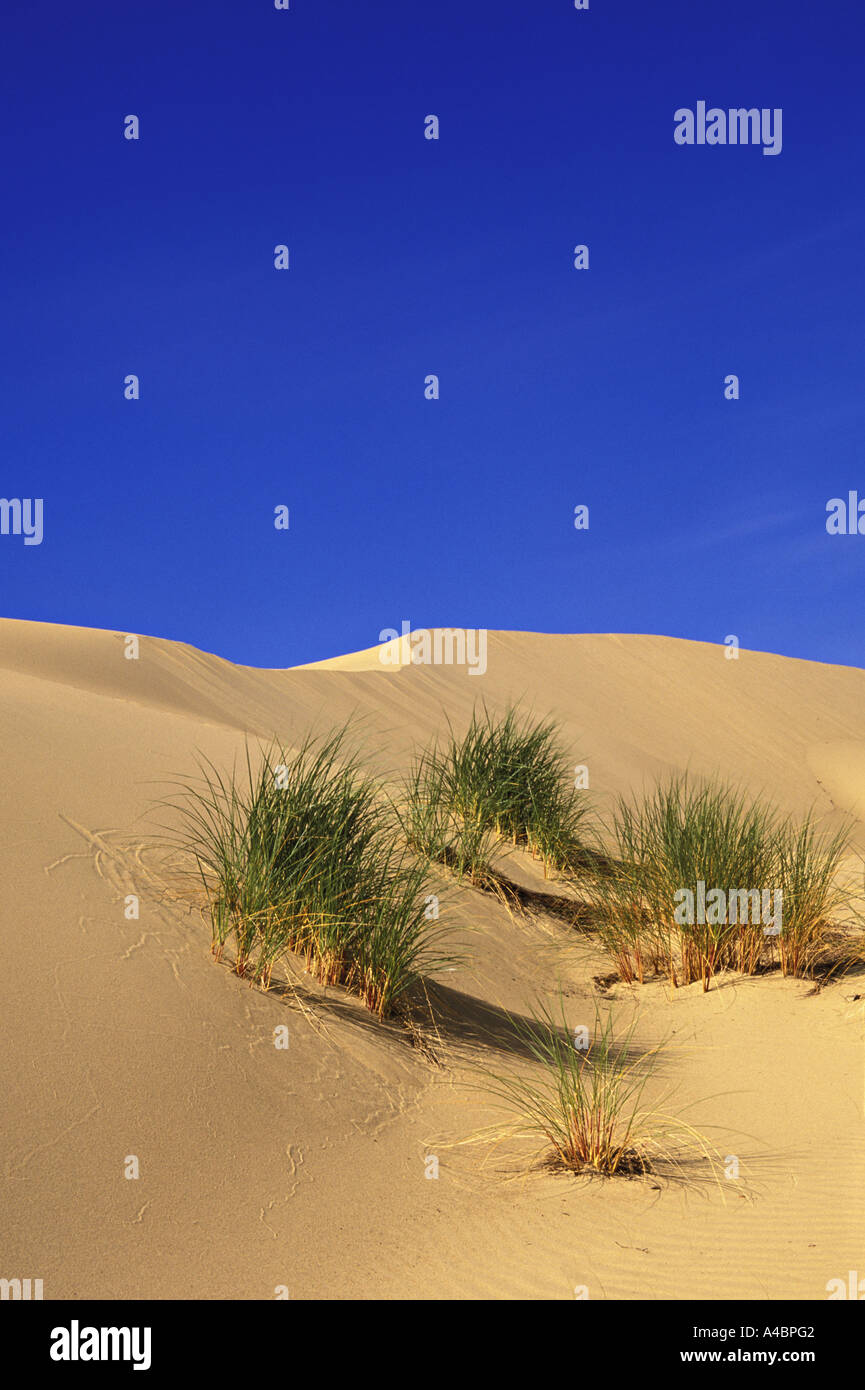 Golden colored sand dunes at the Oregon Dunes National Recreation Area