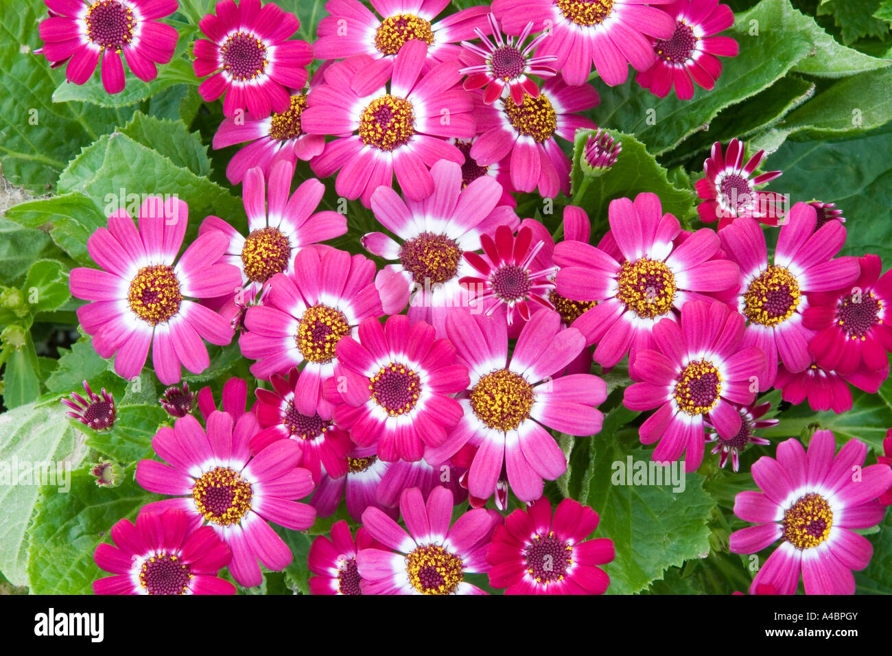 Cineraria flowers Stock Photo