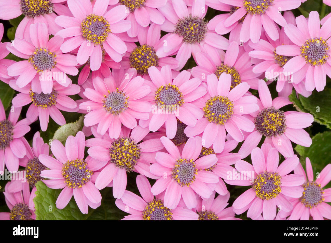 Cineraria flowers Stock Photo