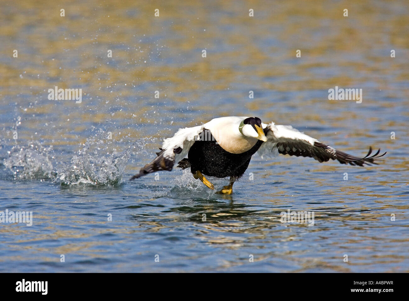 Why Do Ducks Run On Water