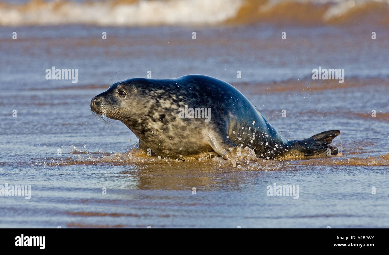 Atlantic seal at Donna Nook, Lincolnshire Stock Photo