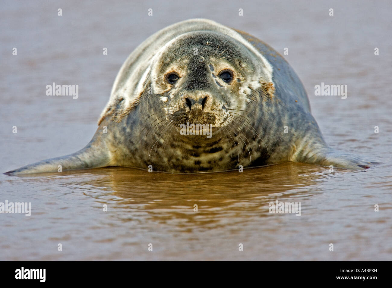 Atlantic Seal on beaches at Donna Nook, Lincolnshire Stock Photo