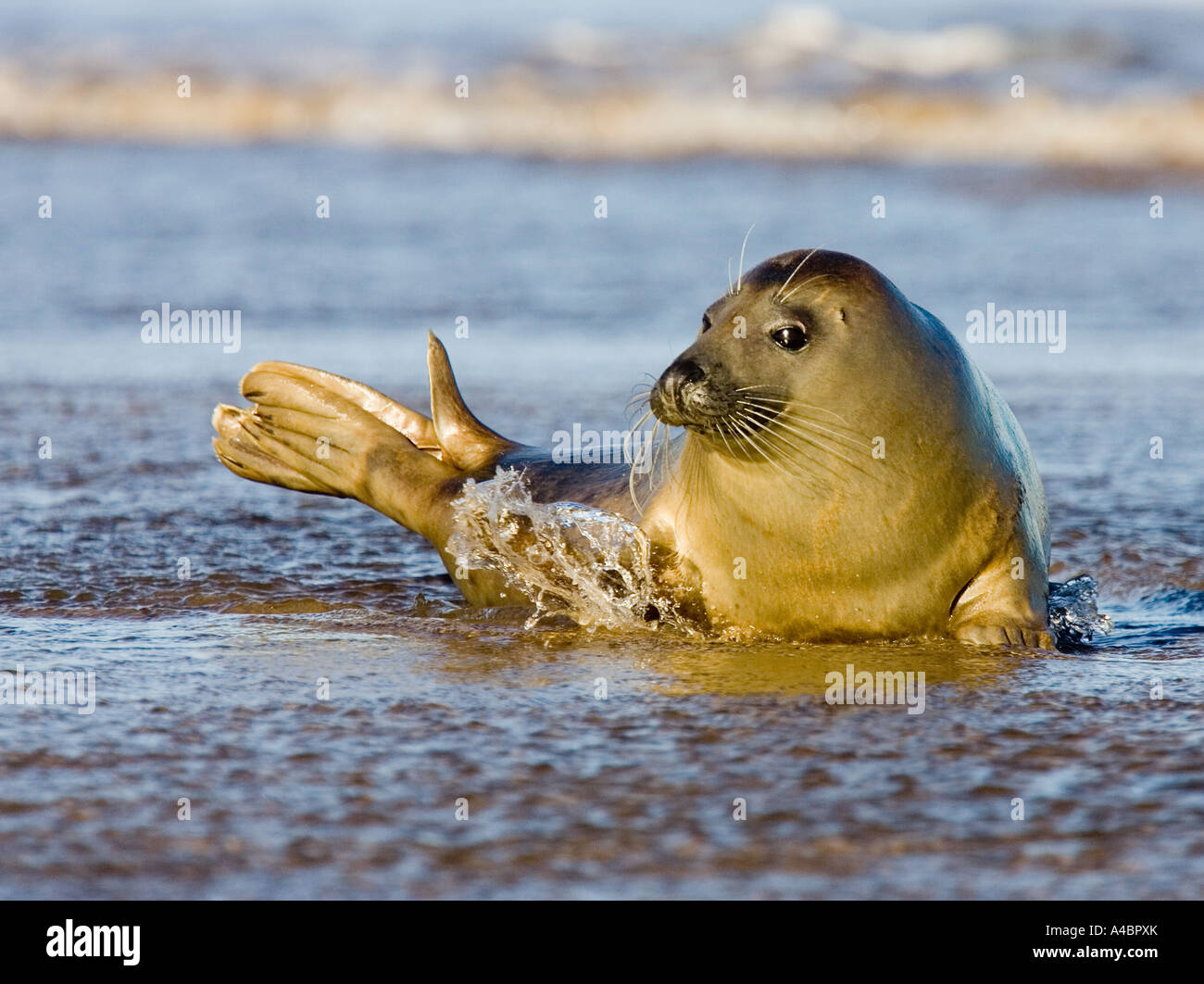 Atlantic seal pup on the beach at Donna Nook Stock Photo