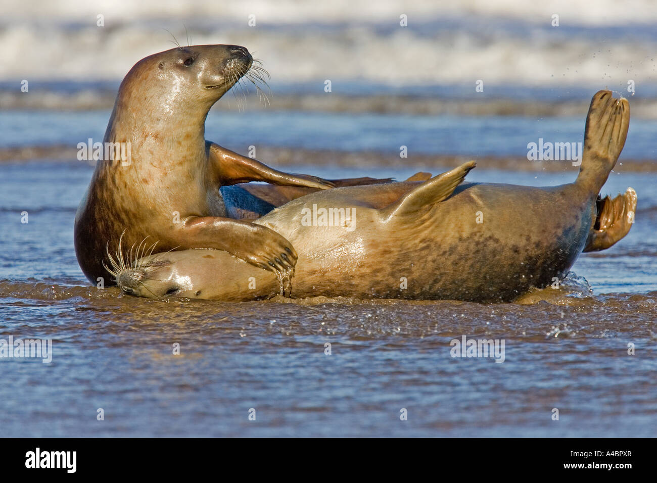 Atlantic seals playing on beaches on Donna Nook, Lincolnshire Stock Photo