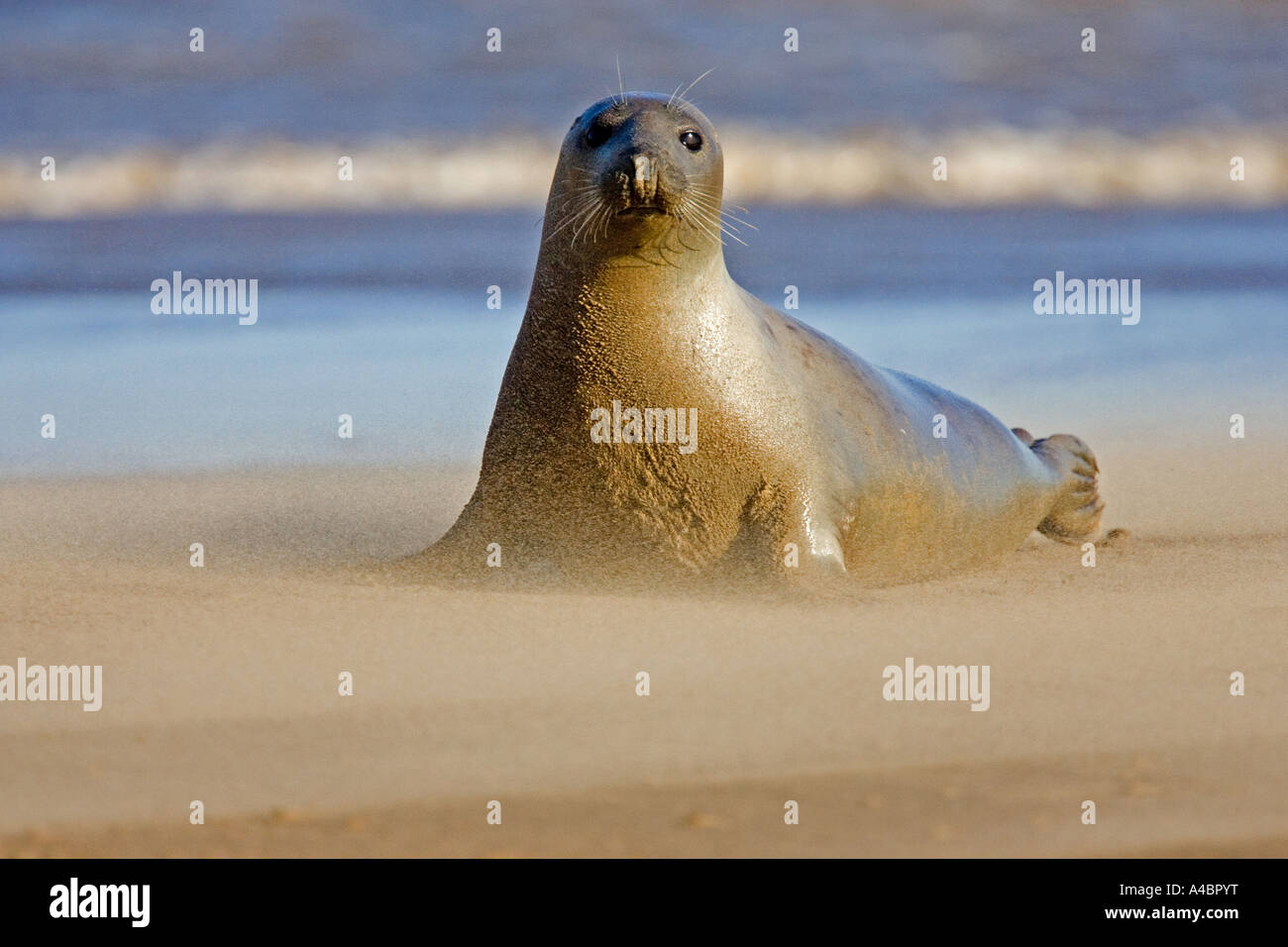 Atlantic seal in sandstorm, Donna Nook Stock Photo