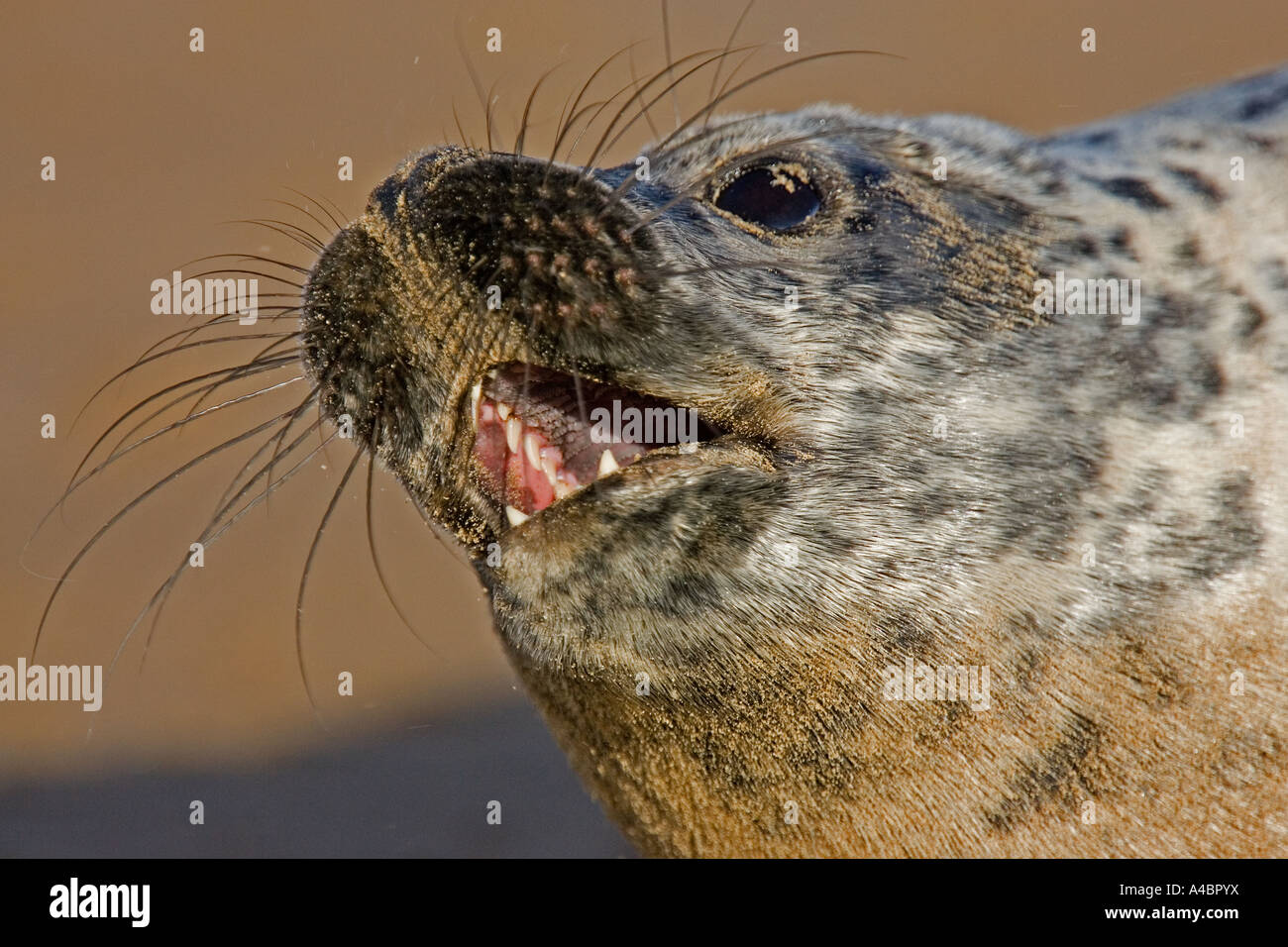 Atlantic seal pup in close-up Stock Photo