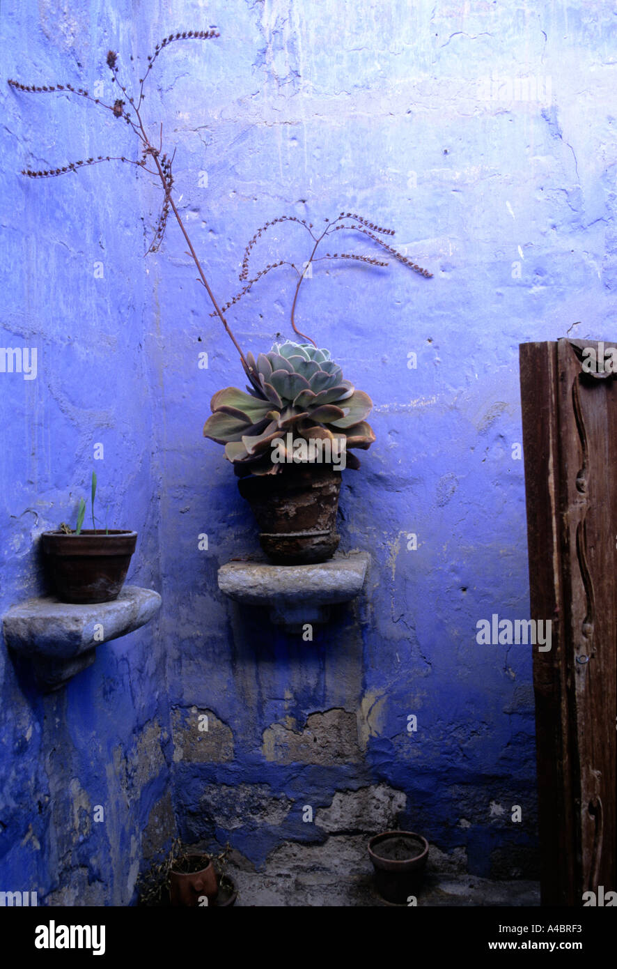 Arequipa, Peru. The Santa Catalina Monastery; plants in pots against a faded cobalt blue wall. Stock Photo