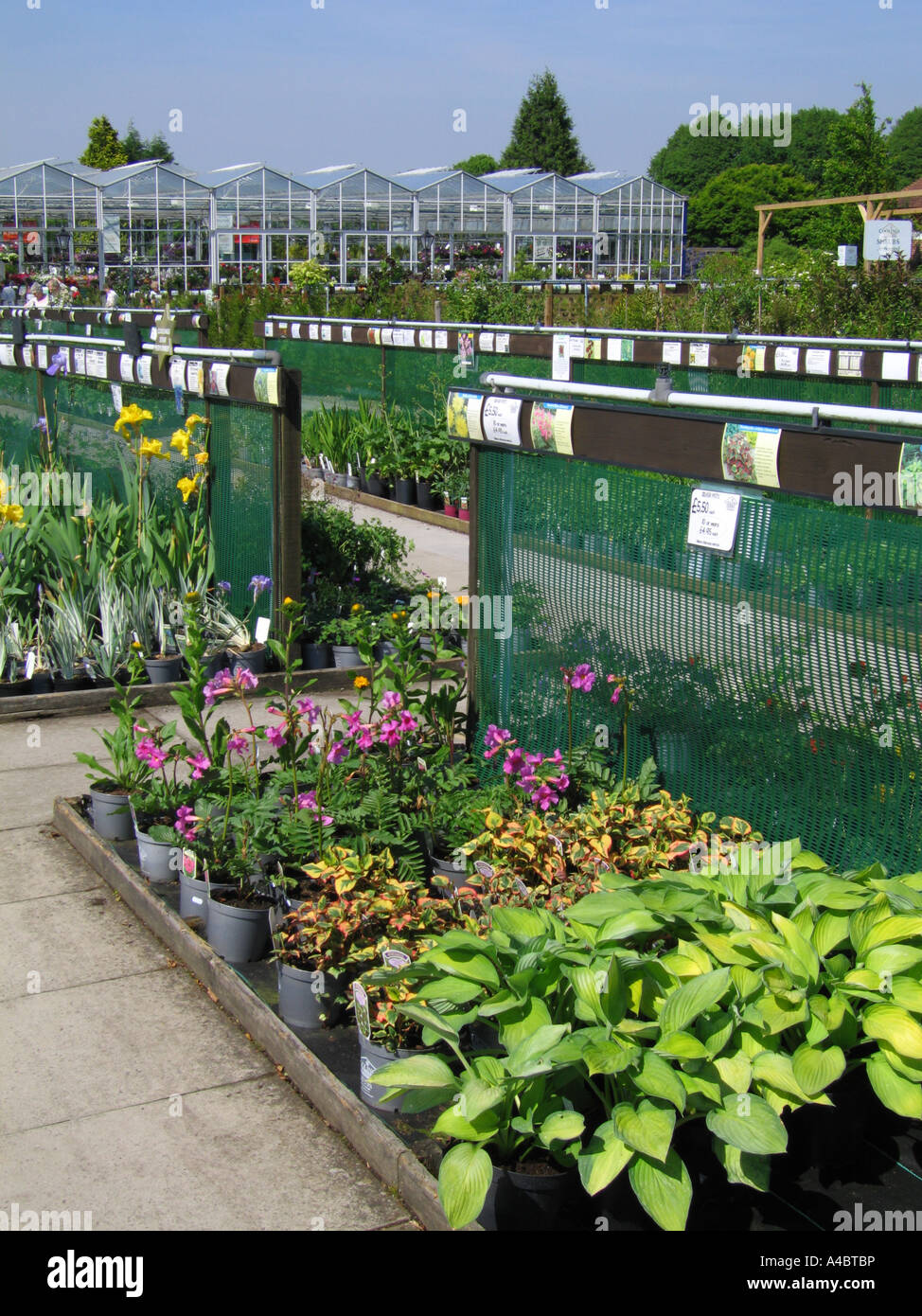 Perennial plants displayed outdoors at a garden centre Stock Photo Alamy