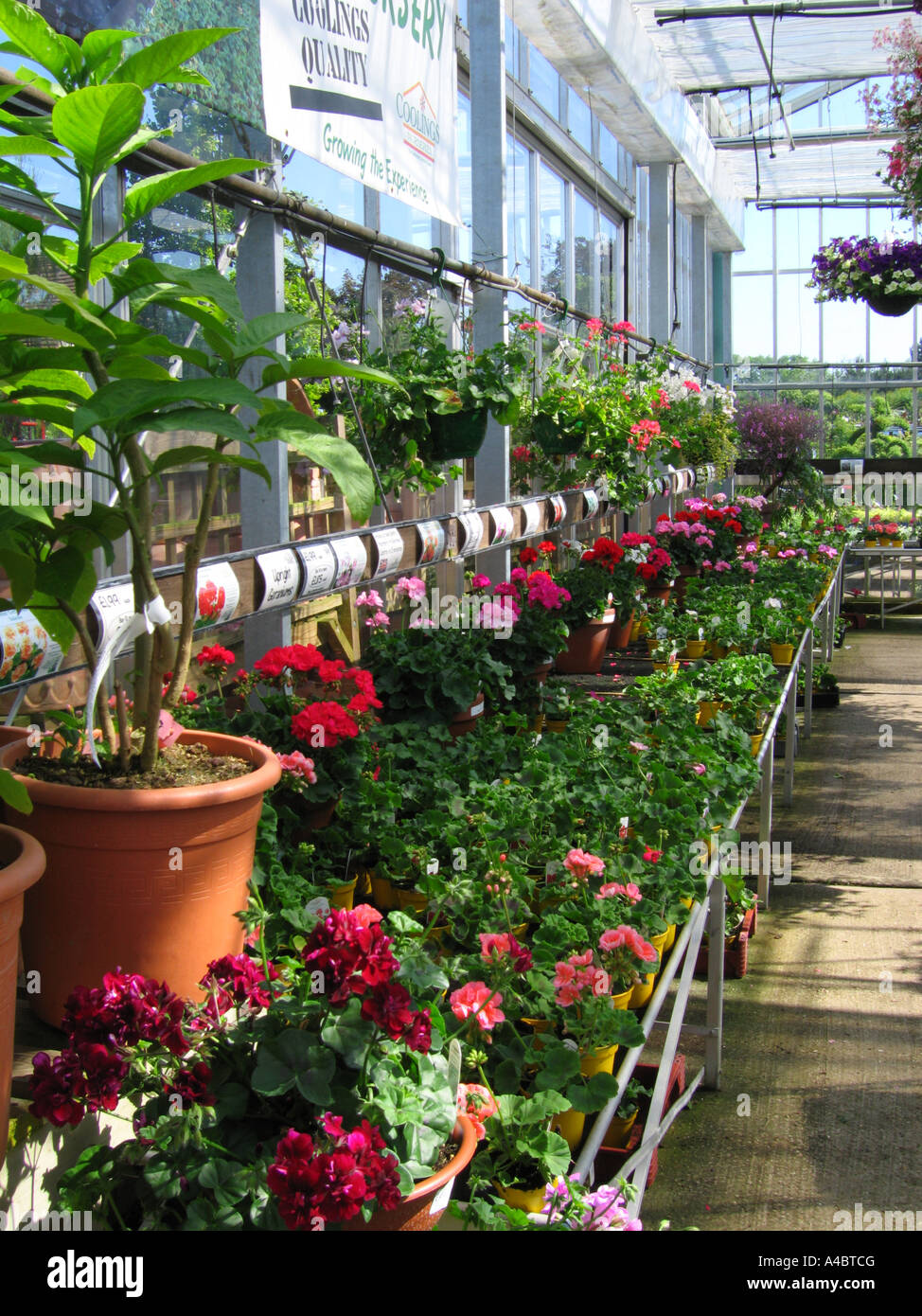 Garden centre uk trays hi-res stock photography and images - Alamy