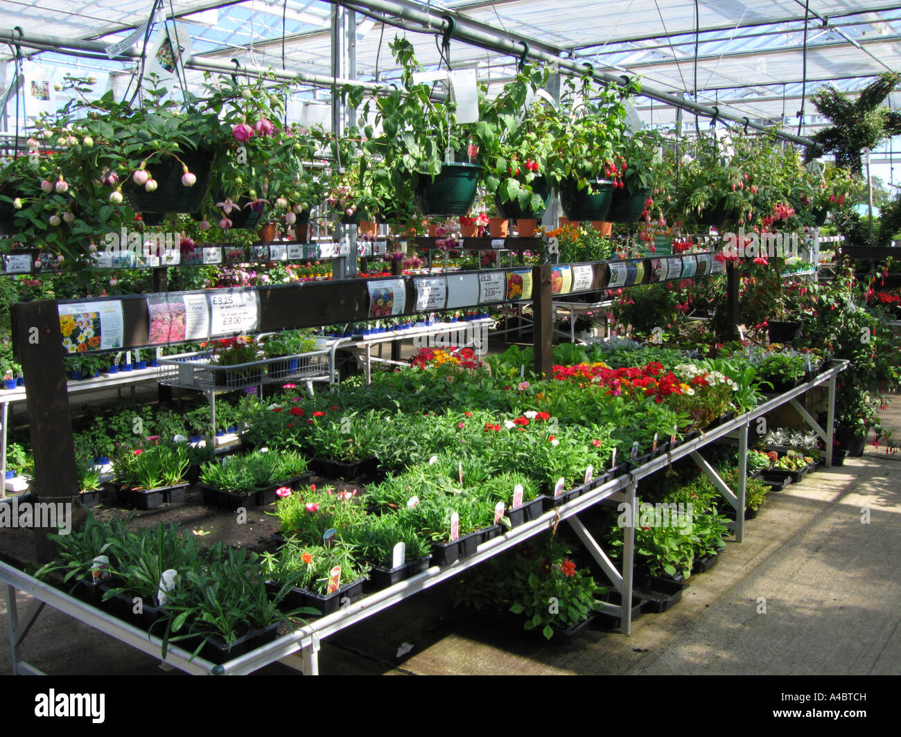 Bedding plants garden centre hi-res stock photography and images - Alamy