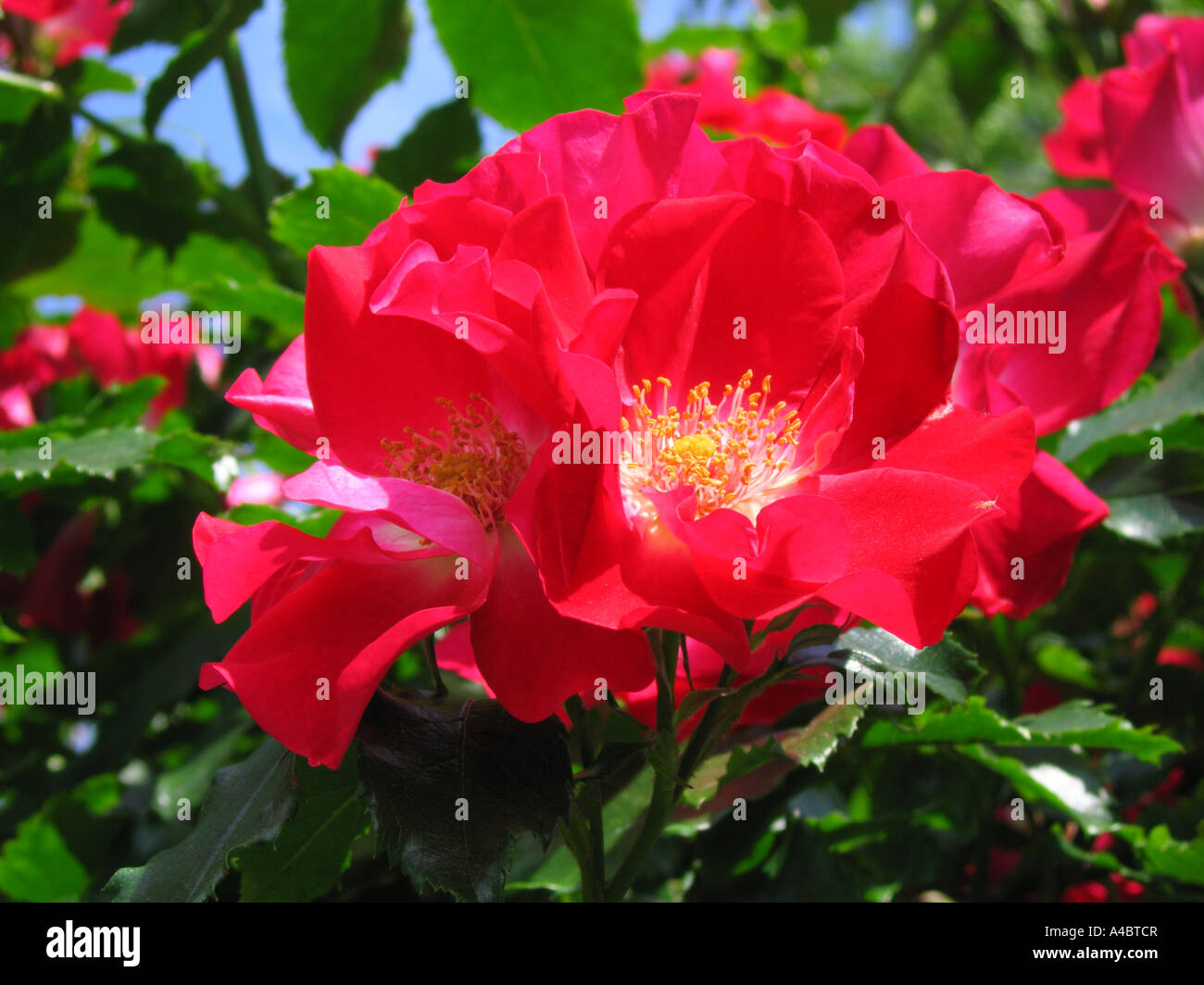 Rose cluster of red Stock Photo - Alamy