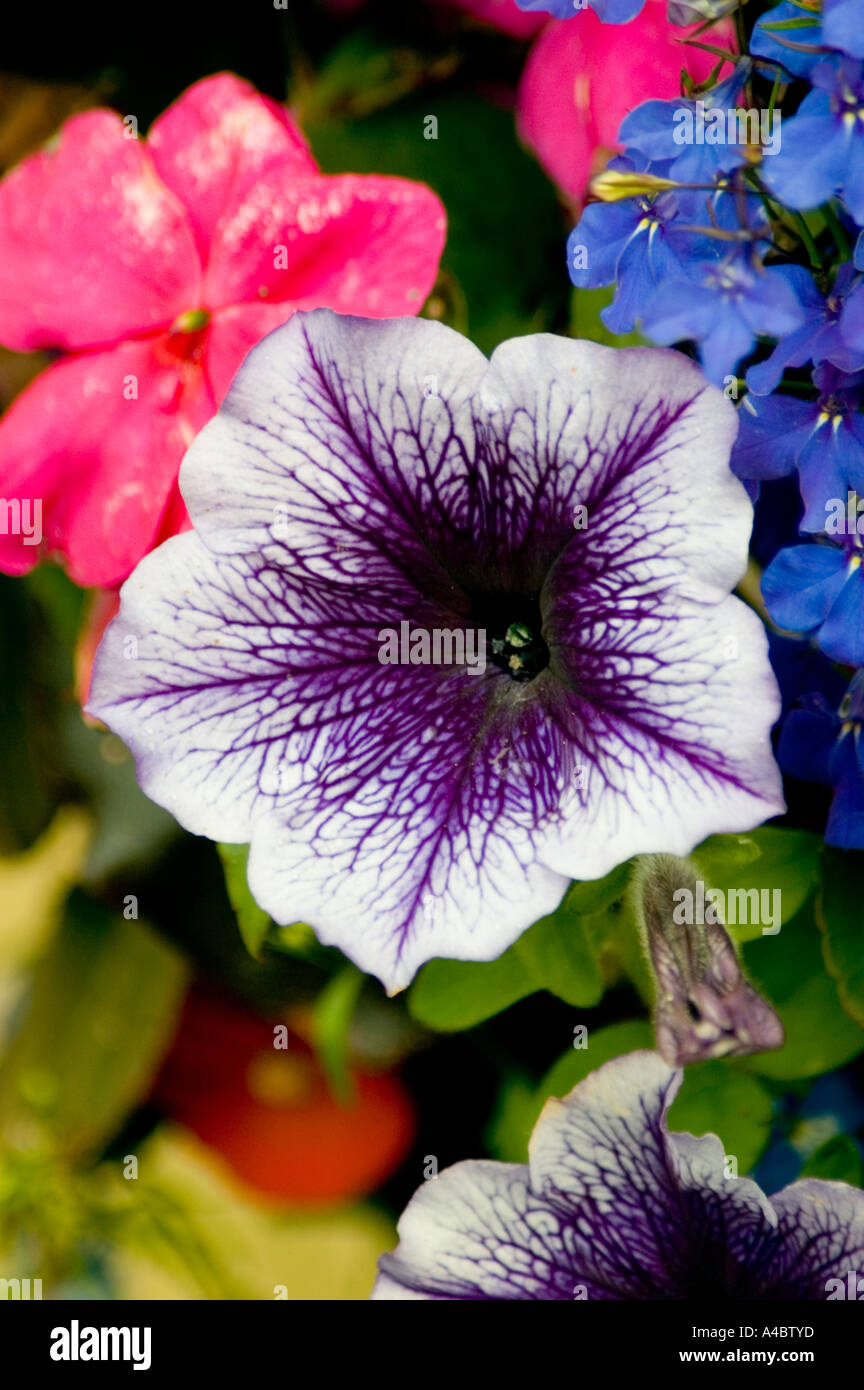 english garden flower Stock Photo - Alamy