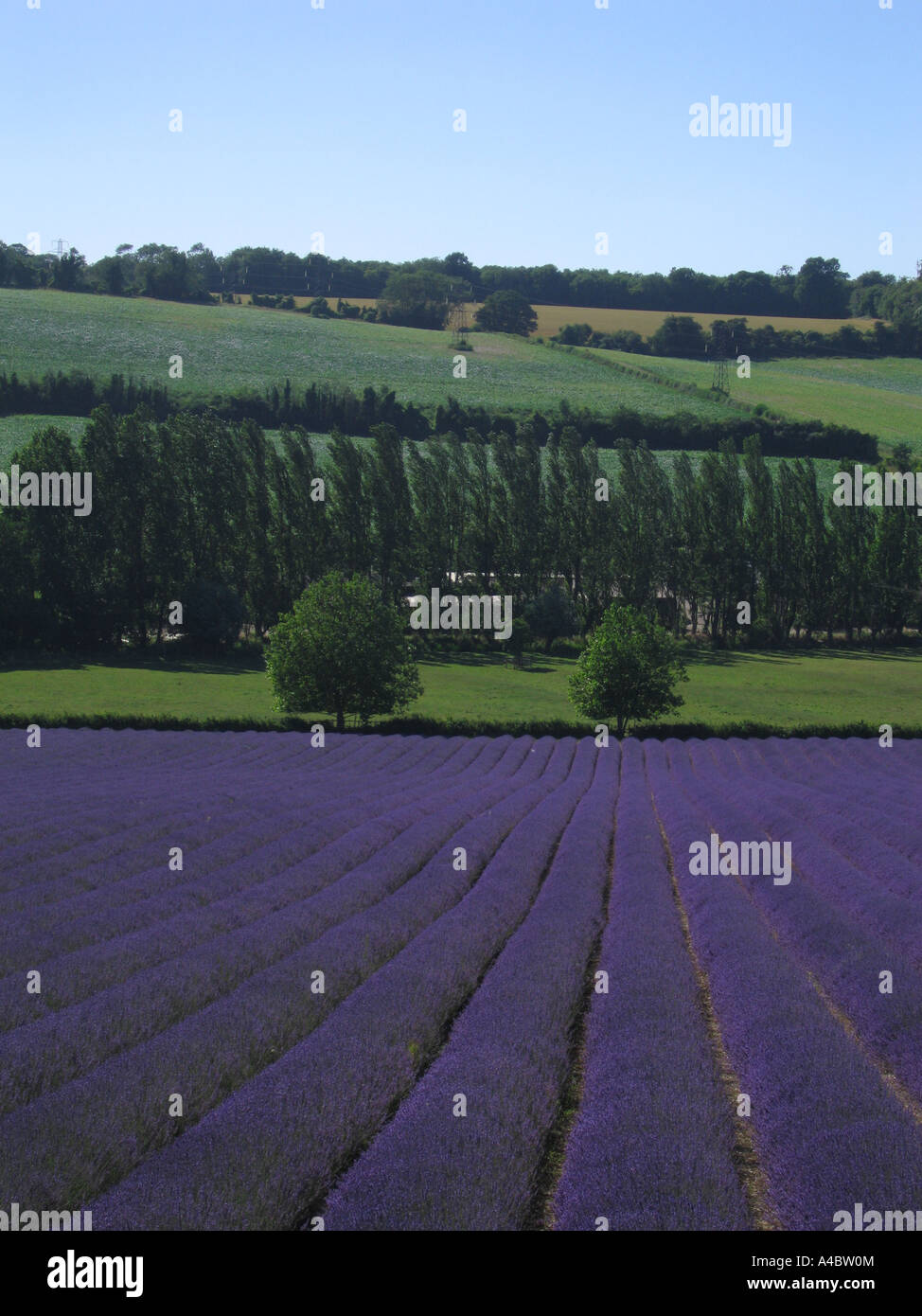 Lavender growing in the Darent Valley at Castle Farm Shoreham Kent UK Stock Photo